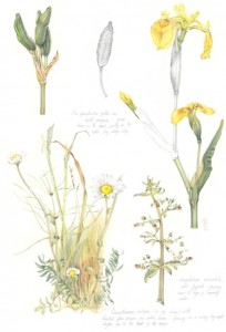 Iris pseudacorus, Scrophularia auriculata, Leucanthemum vulgare